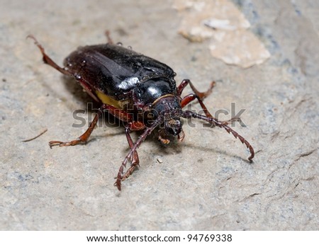 California prionus beetle (Prionus californicus) Male with conical antennae.