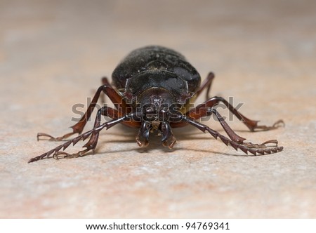 California prionus beetle (Prionus californicus) Male with conical antennae from front.