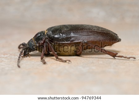 California prionus beetle (Prionus californicus) Male with conical antennae viewed from side.