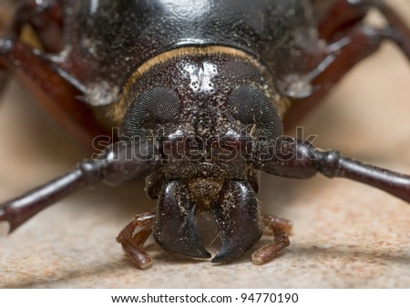 California prionus beetle (Prionus californicus) Male with conical antennae.