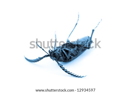 California Prionus Beetle isolated on white - legs and belly up in Blue Tone