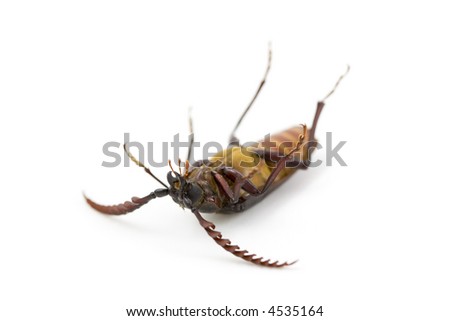California Prionus Beetle isolated on white - legs and belly up