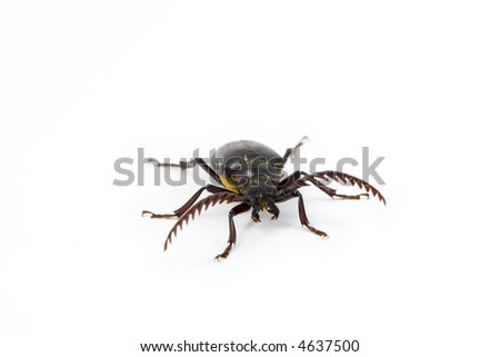 California Prionus Beetle isolated on white
