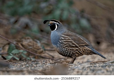 A California quail bird standing on the ground - Callipepla californica - Powered by Shutterstock