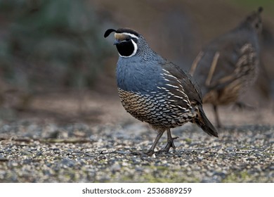 A California quail bird standing on the ground - Callipepla californica - Powered by Shutterstock