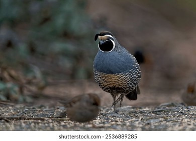 A California quail bird standing on the ground - Callipepla californica - Powered by Shutterstock