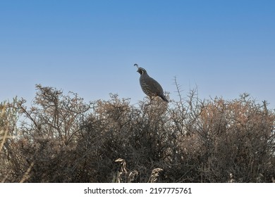 California Quail, Callipepla Californica, Perched On Top Of A Sagebrush Against A Blue Sky In The Nevada Desert.