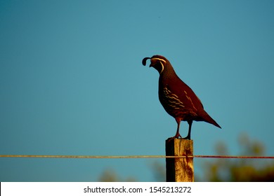 The California quail (Lophortyx californica), also known as the California valley quail or valley quail, is a small ground-dwelling bird in the New World quail family.  - Shutterstock ID 1545213272