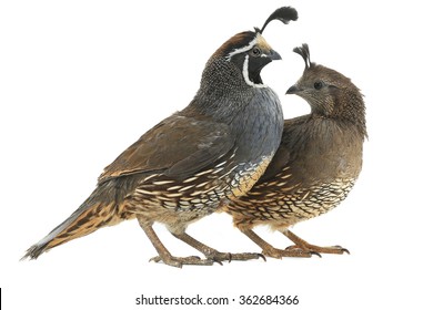 California Quail on a white background - Shutterstock ID 362684366