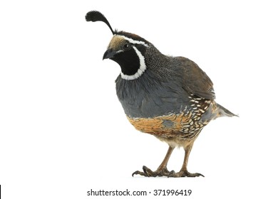 California Quail on a white background - Shutterstock ID 371996419
