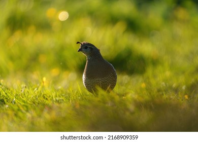 California Quail resting on meadow. It is a small bird and rotund with obvious teardrop-shaped plumes protruding from forehead. - Shutterstock ID 2168909359