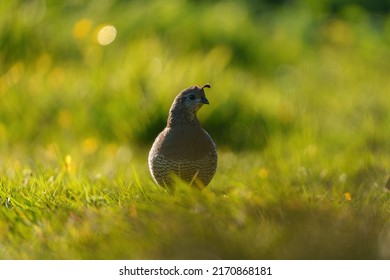 California Quail resting on meadow. It is a small bird and rotund with obvious teardrop-shaped plumes protruding from forehead.  - Shutterstock ID 2170868181