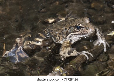 A California Red-legged Frog, Which Is A Species For Special Concern.