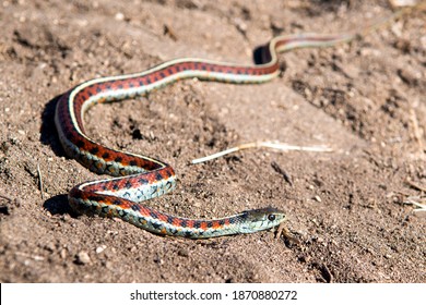 California Red-Sided Garter snake in sand found on Northern California Coast - Shutterstock ID 1870880272