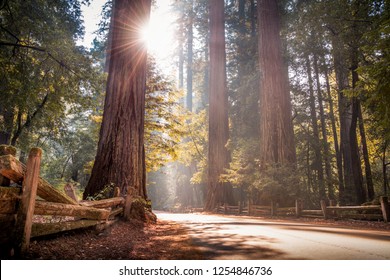 California Redwood Trees In Big Basin State Park