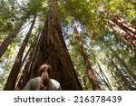 California Redwoods 