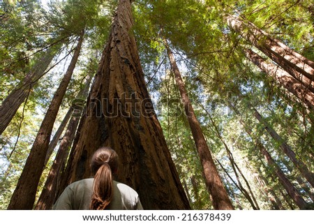 California Redwoods 
