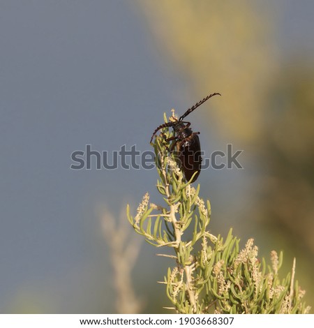 California Root Borer Beetle (prionus californicus)