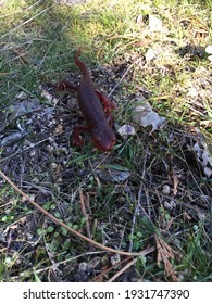 California Salamander In Natural Environment