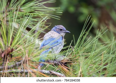 California Scrub jay (Aphelocoma californica) spotted outdoors