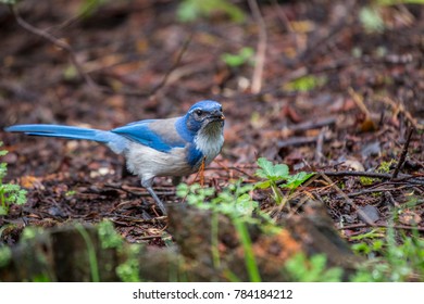 California Scrub jay (Aphelocoma californica) spotted outdoors