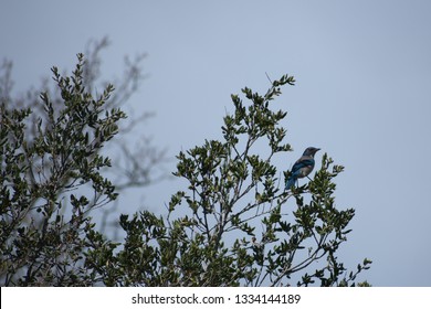 California Scrub Jay In A Coast Live Oak