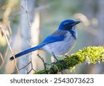 California Scrub-Jay on a branch in Ridgefield National Wildlife Refuge in Washington State