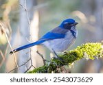 California Scrub-Jay on a branch in Ridgefield National Wildlife Refuge in Washington State