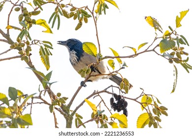 California Scrub-Jay Perched On A Tree Branch, Delta, BC, Canada