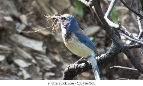 California Scrubjay with Twigs