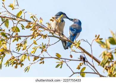 California Scrub-Jays perched on a tree branch, Delta, BC, Canada