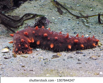 Dying For Fiji S Sea Cucumbers