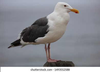 A California Sea Gull Portrait