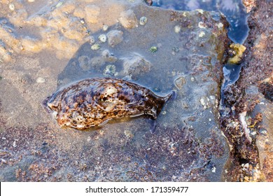 California Sea Hare