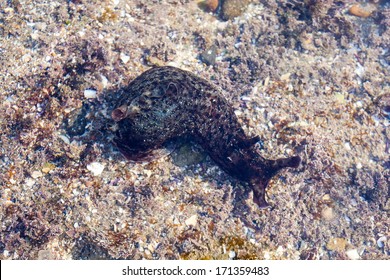 California Sea Hare