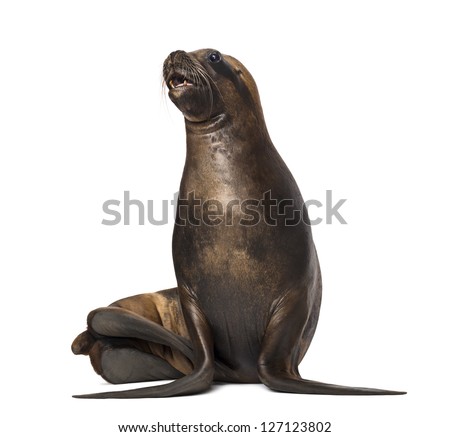 California Sea Lion, 17 years old, looking up against white background