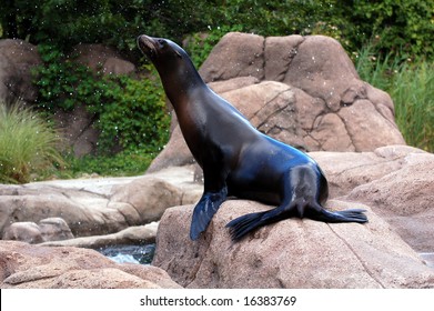 California Sea Lion