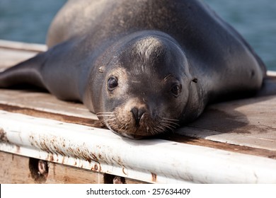 California Sea Lion