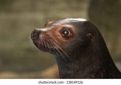 California Sea Lion At The Audubon Zoo