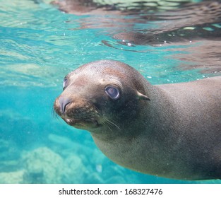 California Sea Lion In Baja California