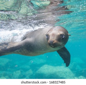 California Sea Lion In Baja California