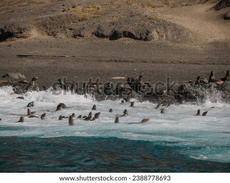 A California Sea lion colony relaxing on the rocks in front of Pacific Ocean of Santa Margherita island in Baja California Sur, Mexico