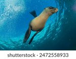 California sea lion, eared seal, otariid, or otary (Zalophus californianus) La Paz, Mexico