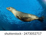 California sea lion, eared seal, otariid, or otary (Zalophus californianus) La Paz, Mexico