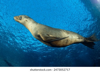 California sea lion, eared seal, otariid, or otary (Zalophus californianus) La Paz, Mexico - Powered by Shutterstock