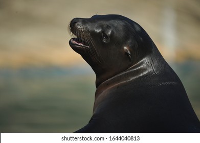 California Sea Lion In The Higashiyama Zoo, Japan