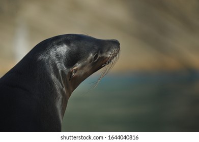 California Sea Lion In The Higashiyama Zoo, Japan