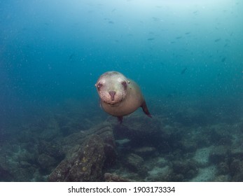 California Sea Lion (La Paz, Baja California Sur, Mexico)