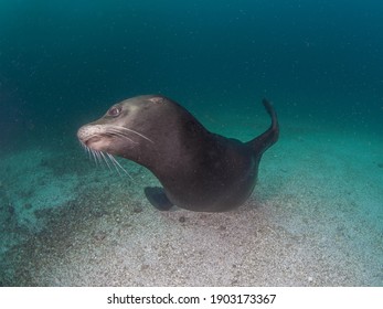 California Sea Lion (La Paz, Baja California Sur, Mexico)