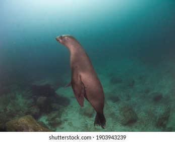 California Sea Lion (La Paz, Baja California Sur, Mexico)